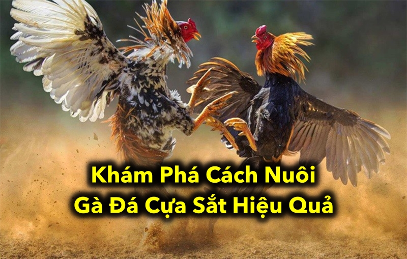 Khám Phá Cách Nuôi Gà Đá Cựa Sắt Hiệu Quả